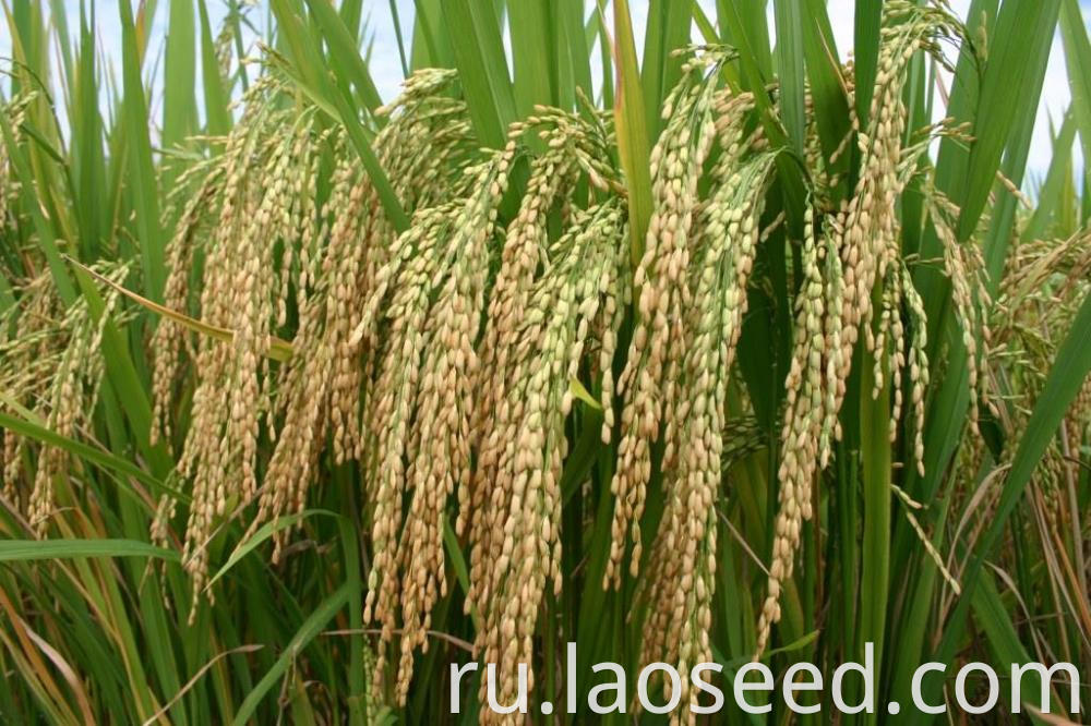 Good Price For Hybrid rice